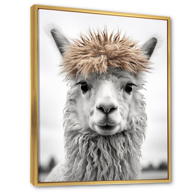 Curious Alpaca - Alpaca Wall Art