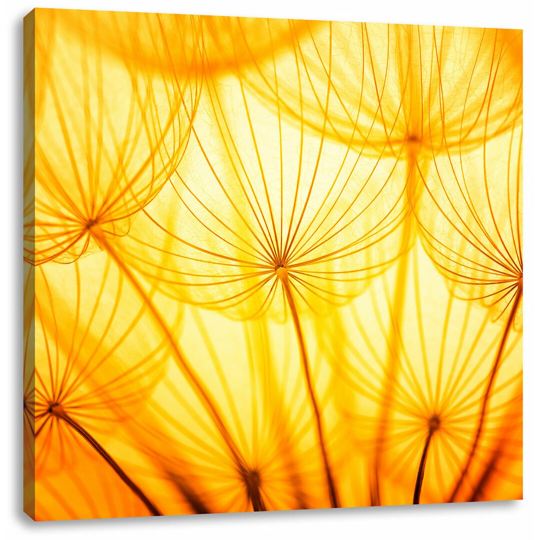 Leinwandbild Dandelion Blossoms in an Orange Light