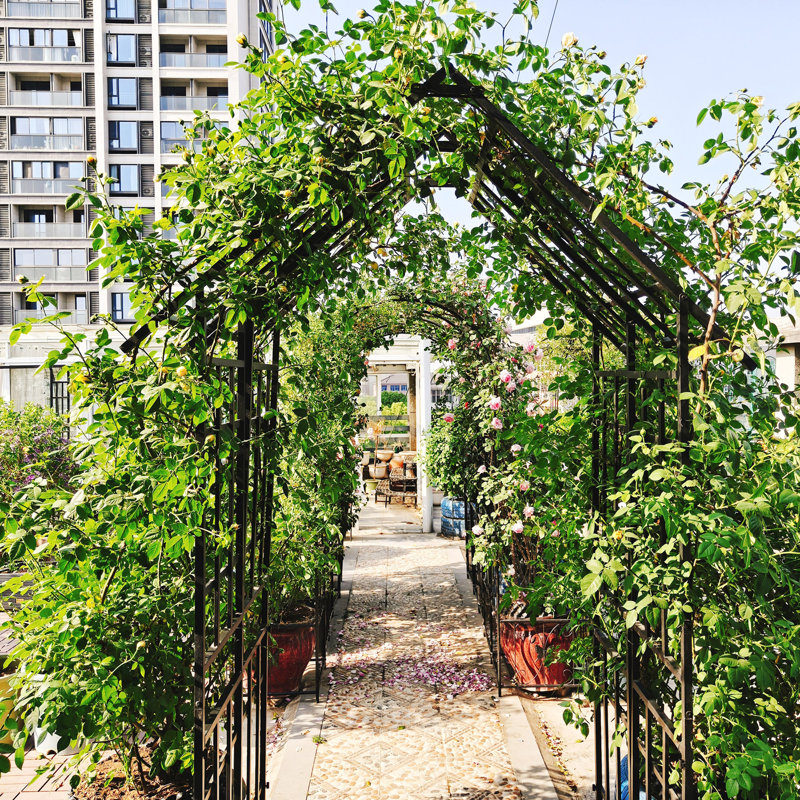 Arche de jardin en métal avec plante grimpante à largeur réglable