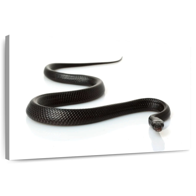Serpent indigo Brampt, H 34 po x l 51 po