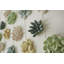 Compactum Succulent Wall Art-191860761