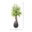Mountain Fern Tree in Fiberstone Pot