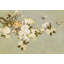 Papier peint amovible classique rétro avec fleur de bégonia-1341039465