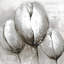 Trois tulipes blanches, art floral botanique
