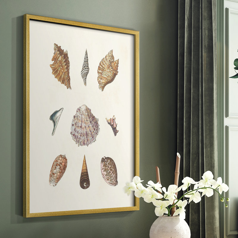 Knorr Shells & Coral VI, reproduction encadrée - bois massif, Encadrement doré, H 10 po x l 8 po