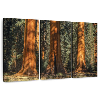 Harnek Sequoia Park's Ancient Trees