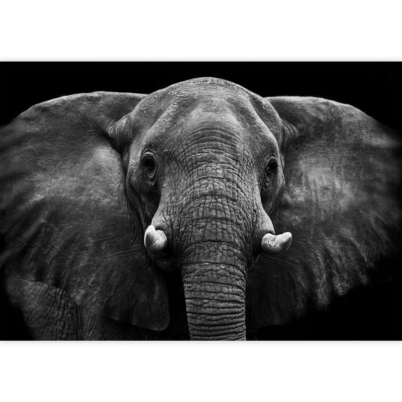 Elephant Removable Self Adhesive Large Wallpaper, 66" L x 96" W