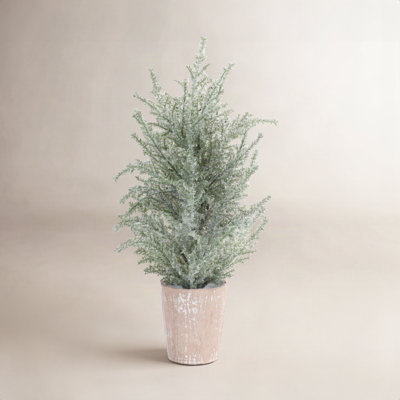 15" Pine Plant in Pot