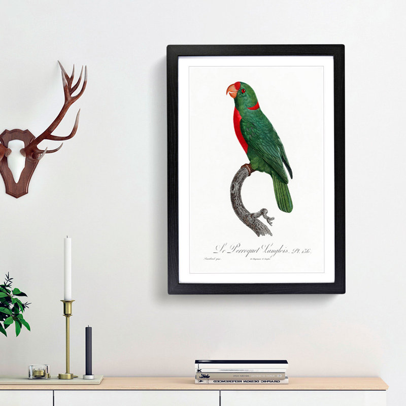 Red-Fronted Parrot by F. Levaillant - Picture Frame Painting Print, 48cm H x 36cm W x 2cm D, Black Framed
