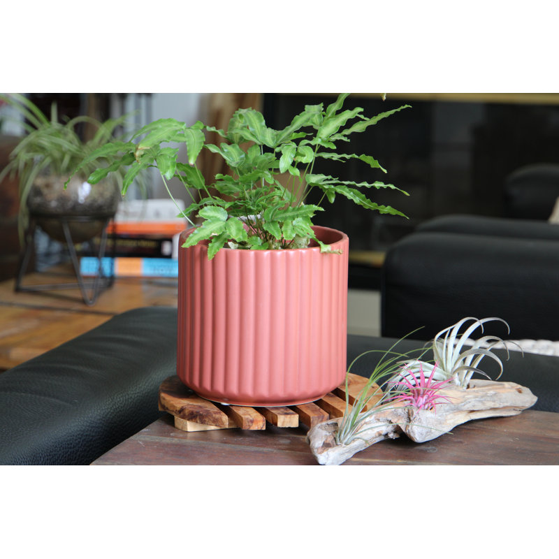 Brosse à fleurs en brosse , Hibiscus