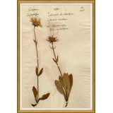 Herbarium 12 Giclee Print by Soicher Marin Archives