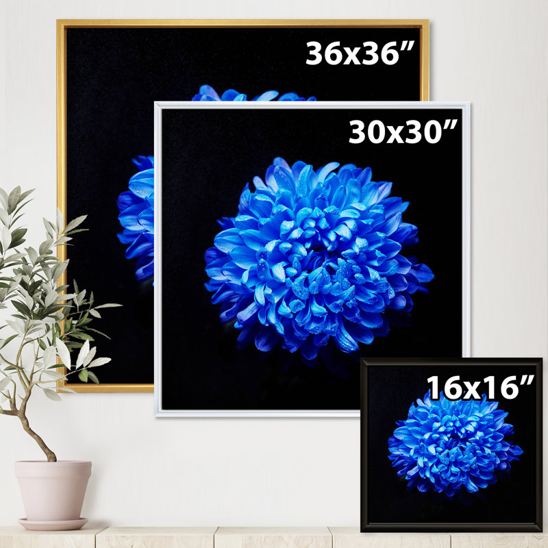 Aster bleu avec gouttes de rosée - photographie sur toile, Toile avec cadre noir, H 16 po x l 16 po x p 1 po