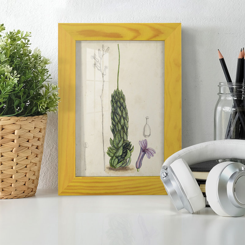 Antique Cactus IV, reproduction encadrée sur papier, H 6 po x l 4 po x P 1 po, Jaune