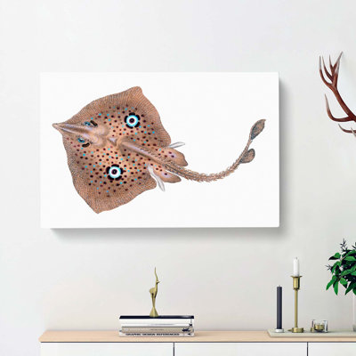 Brown Ray by Edward Donovan - Wrapped Canvas