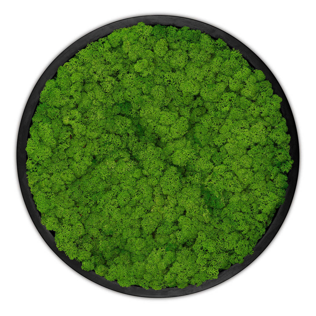 Moss Picture Reindeer Moss Round