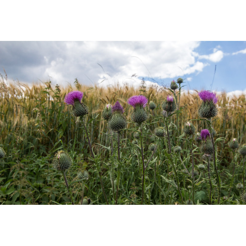 Thistle by Leo Malsam - Wrapped Canvas Print, 20cm H x 30cm W