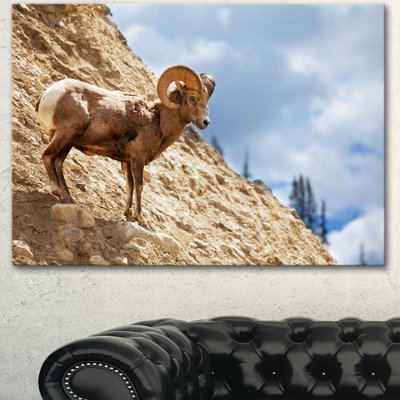 " Single Goat On Rocky Mountain "