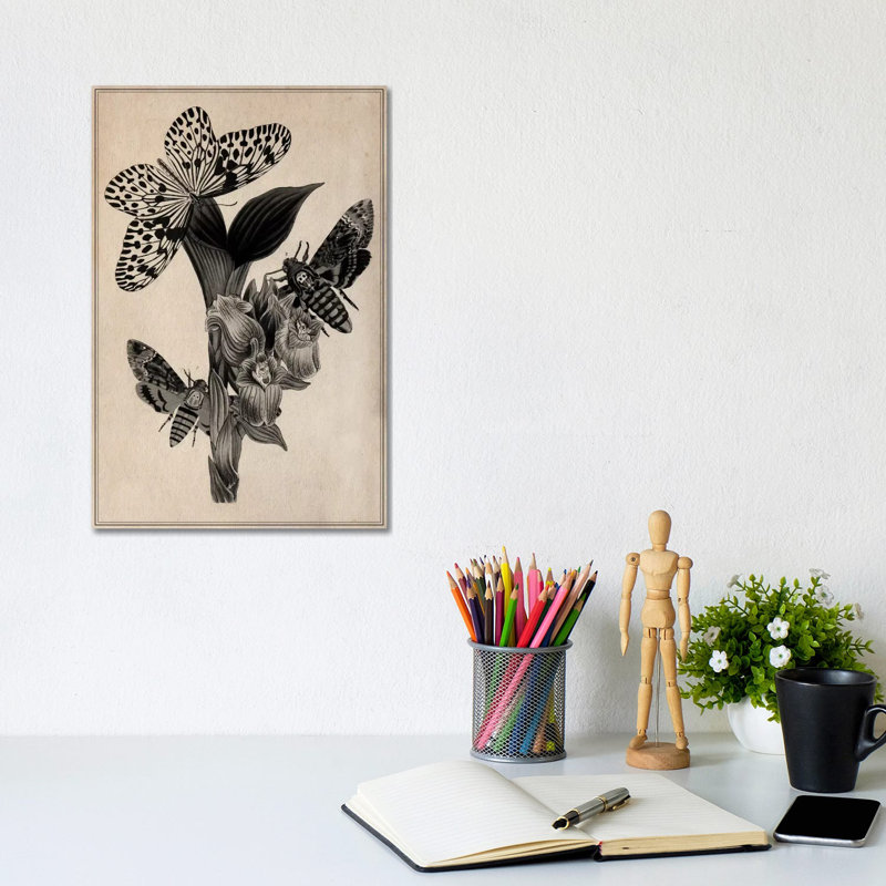 Butterflies Scientific Drawing by Unknown Artist - Wrapped Canvas Print, 20.32 cm H x 30.48 cm W