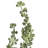 Senecio Arrangement