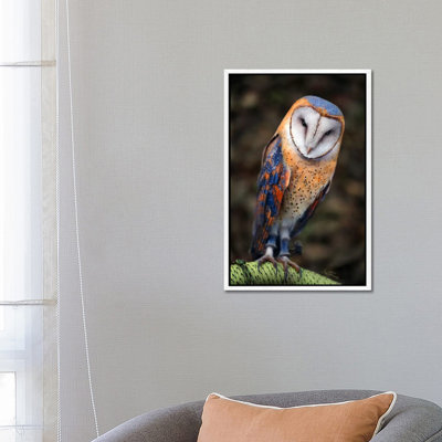 Cute Owl by Ben Heine - Print on Canvas