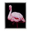Flamant rose contrastant sur cadre flottant noir, design par James Corwin-1193279920-1193279924