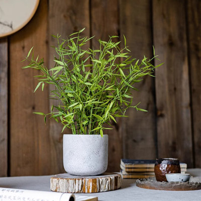Plante de 16 po