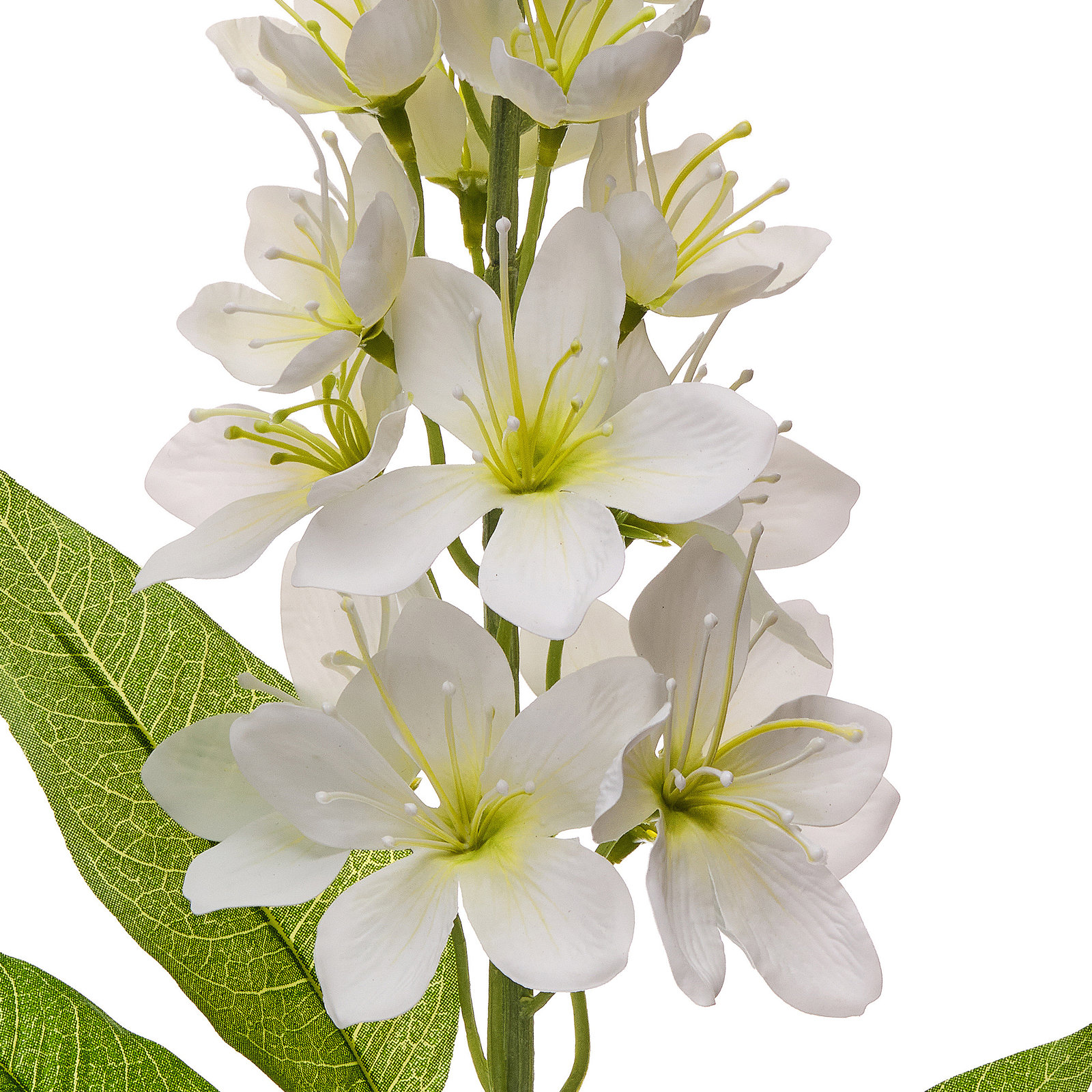 Honey Blossom Stems, White