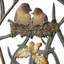 Wide Lovebirds in Nest Trellis