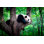Ours panda géant endormi - Photographie sur toile tendue