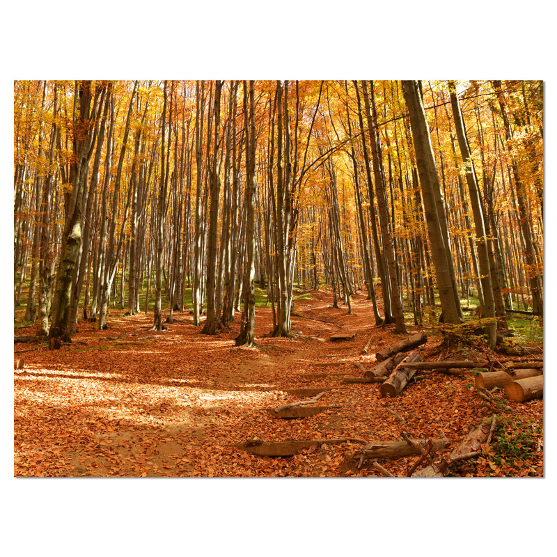 «Colorful Fall Forest with Fallen Leaves» - reproduction de photo sur toile tendue, H 8 po x l 12 po