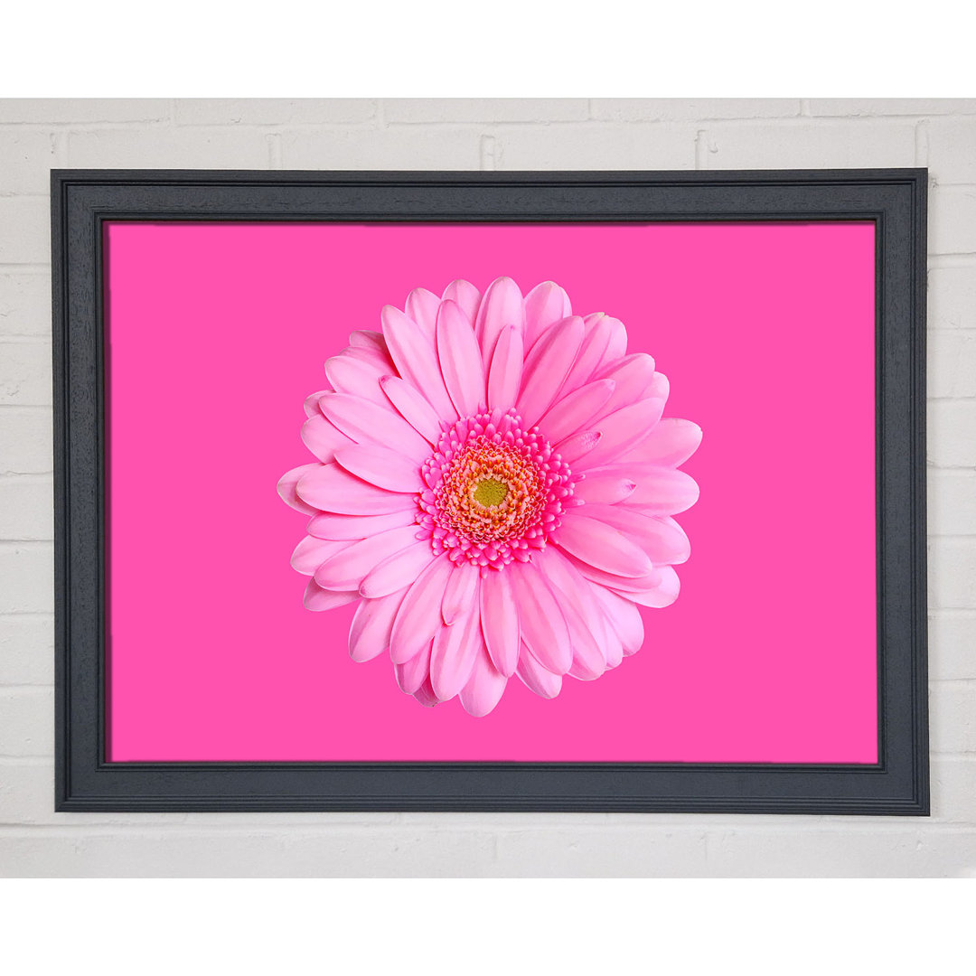 Baby Pink auf rosa Gerbera - Einzelner Bilderrahmen Kunstdrucke