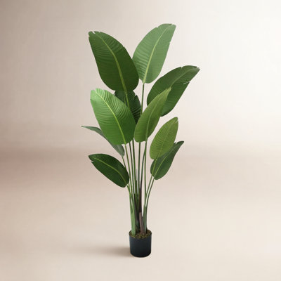 80" Bird of Paradise in Pot