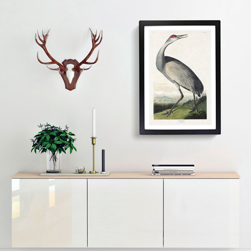 Hooping Crane by John Audubon - Framed Print, 65cm H x 48cm W x 2cm D, Black Framed