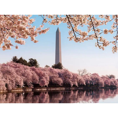 Washington Monument At Cherry Blossom Time Print by Steven Heap