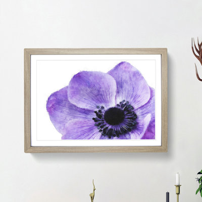 Purple Anemone Flower - Picture Frame Painting Print
