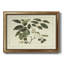 Delicate Botanical III - reproduction d'art sur toile encadrée-1348091362