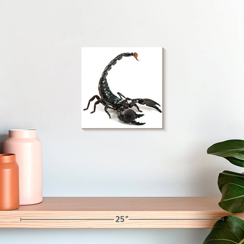 Crowle Scorpion, H 10 po x l 10 po