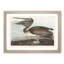 A Brown Pelican by John Audubon - Single Picture Frame Painting-55457814-55457812