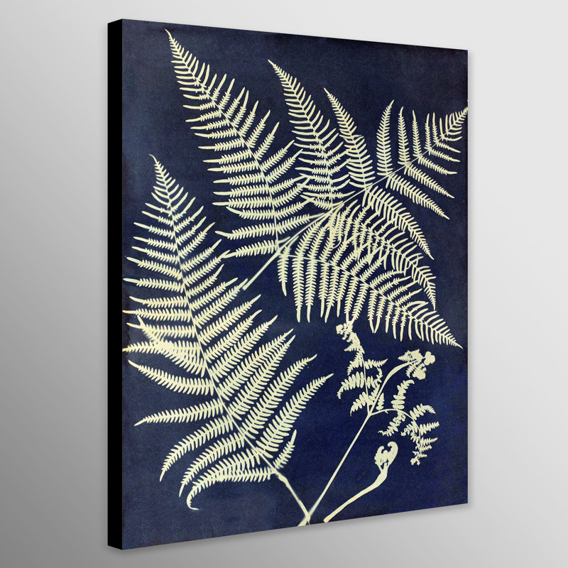Eagle Fern by Anna Atkins - Wrapped Canvas Painting, 117cm H x 81cm W x 3.81cm D