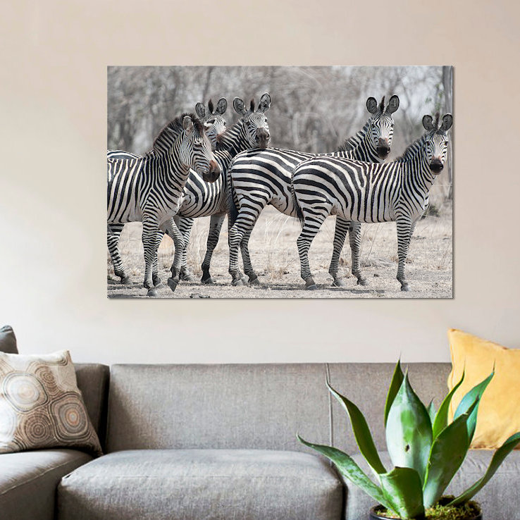 «Curious Zebras», reproduction de photo sur toile, H 18 po x l 26 po x P 1,5 po, Toile avec cadre noir, Blanc