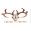 « real cerf antler », impression-29496464-35114479