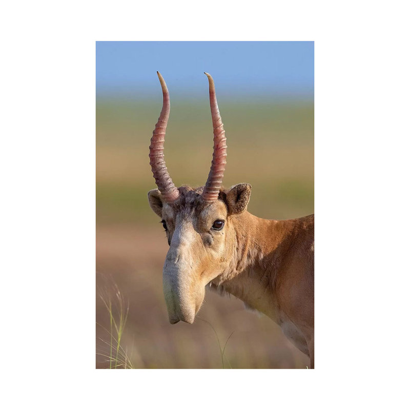 Saiga Adult Male Russia by Mogens Trolle - Wrapped Canvas Print, 20.32 cm H x 30.48 cm W