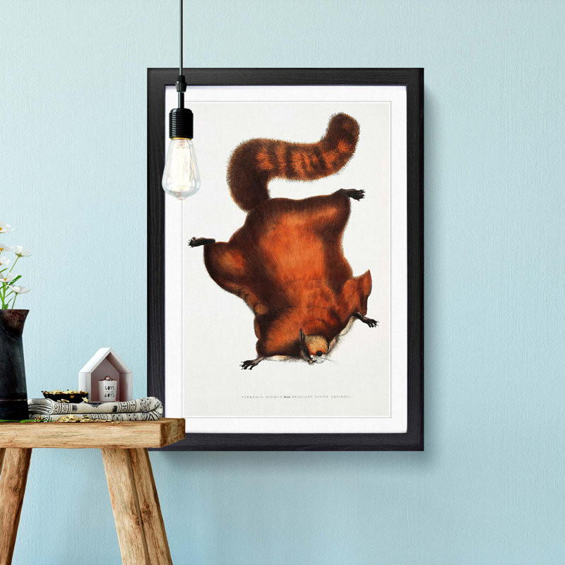 Brilliant Flying Squirrel Illustration by John Edward Gray - Picture Frame Painting Print, 65cm H x 48cm W x 2cm D