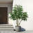 7FT Artificial Willow Tree