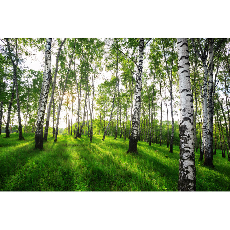 Summer In Sunny Birch Forest by Janbussan - Wrapped Canvas Print, 51cm H x 76cm W x 3.8cm D