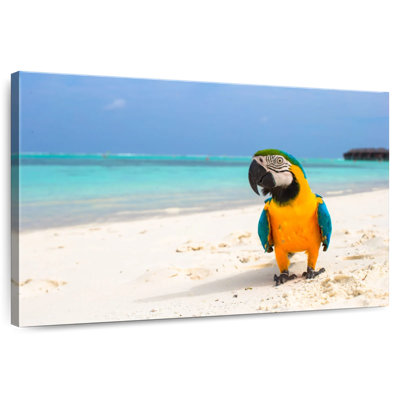 Brampt Parrot On Summer Day