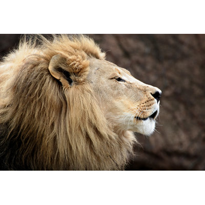 Lion Head by Stevegeer - Wrapped Canvas Print
