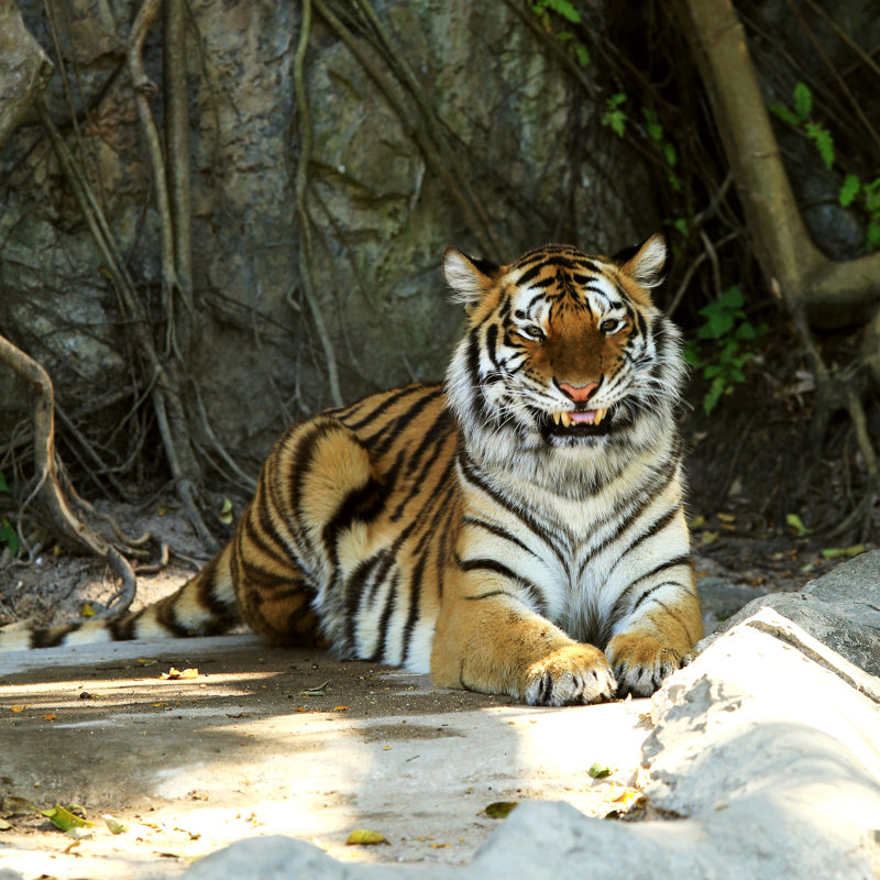 Bengal Tigers par Suratoho - Photographie sur toile tendue, L 36 po x H 36 po