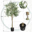 180cm Plant