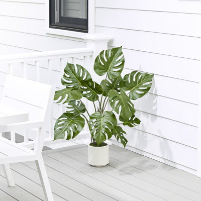 Plante UV 3 'en pot Monstera